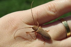 Oncideres impluviata