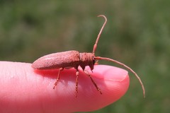 Oncideres impluviata