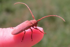 Oncideres impluviata