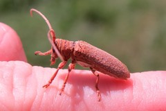 Oncideres impluviata