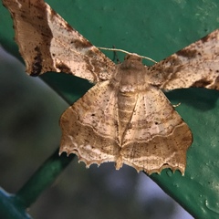 Krananda oliveomarginata