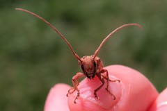 Oncideres impluviata