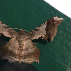 Krananda oliveomarginata