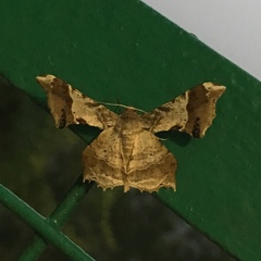 Krananda oliveomarginata