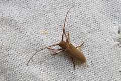 Oncideres impluviata