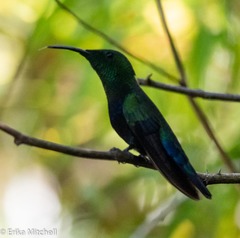 Eulampis holosericeus