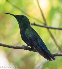 Eulampis holosericeus