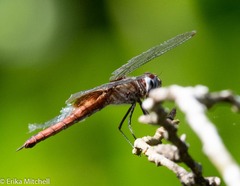 Tramea abdominalis