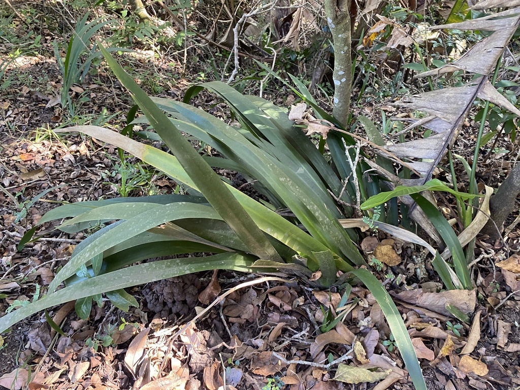 Dietes butcheriana; photograph (c) Sunčana Bradley, some rights reserved (CC BY)