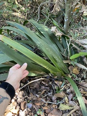 (c) Sunčana Bradley, some rights reserved (CC BY) Dietes butcheriana, photograph (c) Sunčana Bradley, some rights reserved (CC BY)