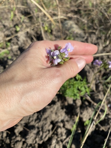 Nemesia denticulata