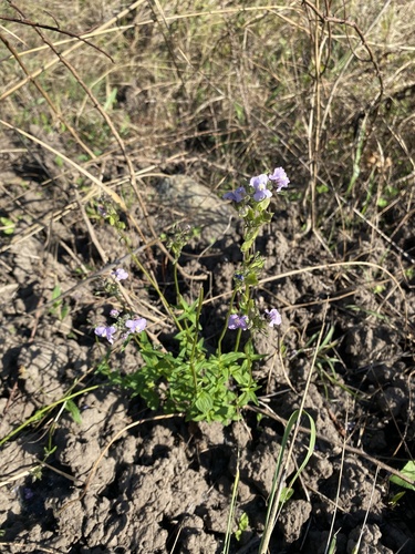 Nemesia denticulata, photograph 1