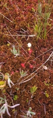 Drosera rotundifolia image