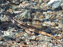 Leiocephalus raviceps