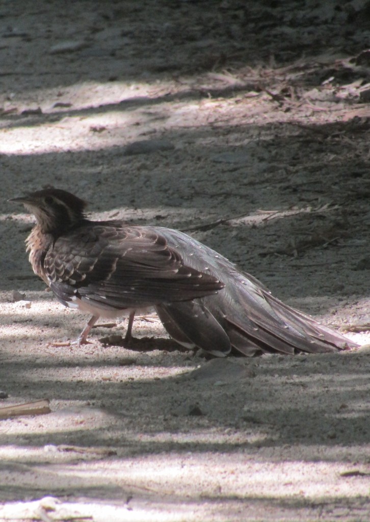 Pheasant Cuckoo