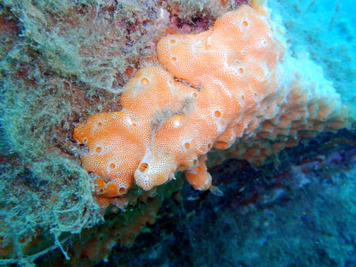 Representative image of Polysyncraton