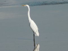 Ardea alba