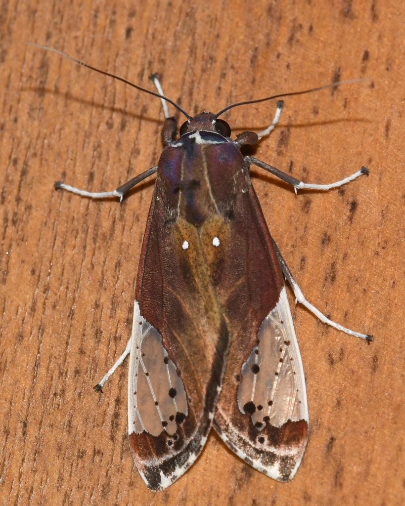 Bertholdia albipuncta