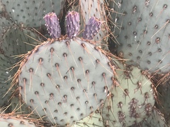 Opuntia chlorotica