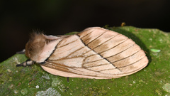 Pseudodirphia weberorum