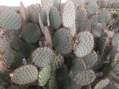 Opuntia chlorotica