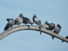 Columba livia domestica