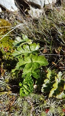 Anisotome pilifera
