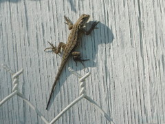 Sceloporus occidentalis