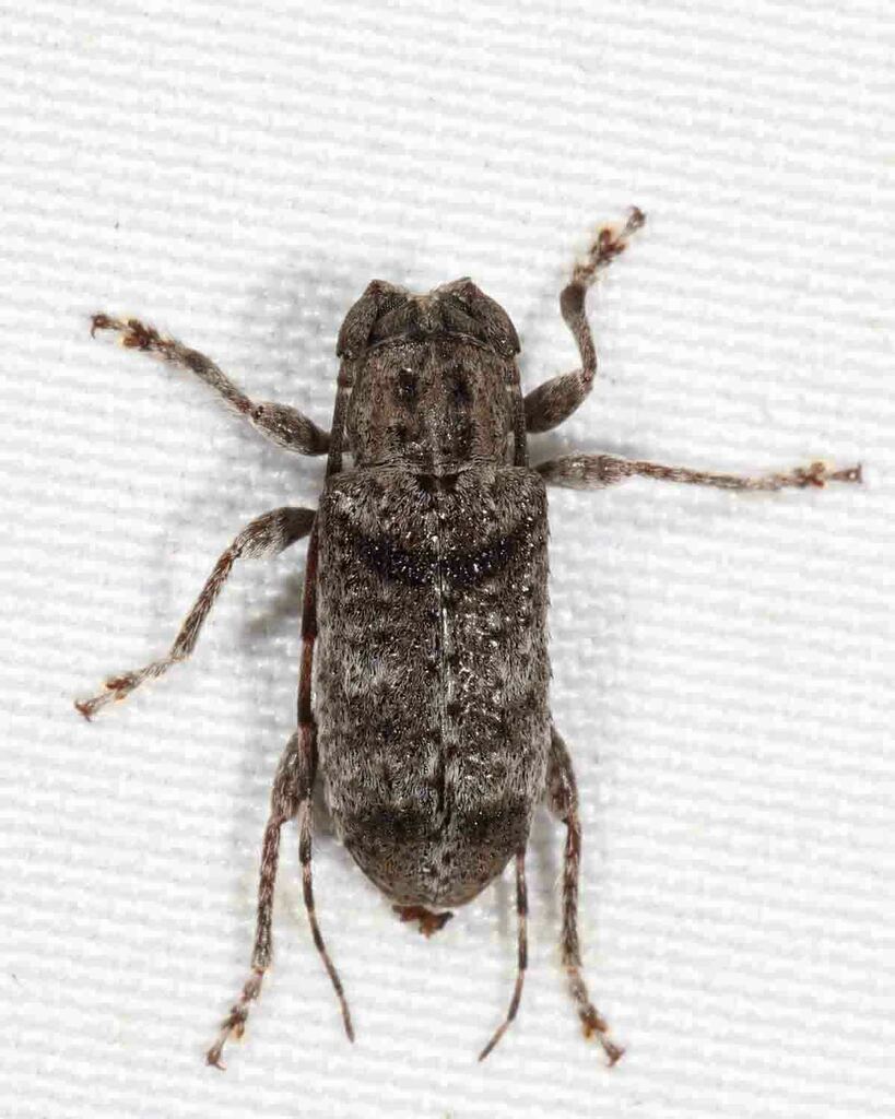 Ecyrus