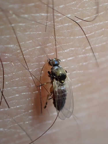 Simulium erythrocephalum
