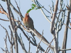 Haemorhous mexicanus