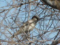 Passer domesticus