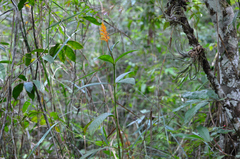 Palicourea triphylla