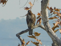Buteo jamaicensis