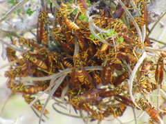 Polistes cubensis