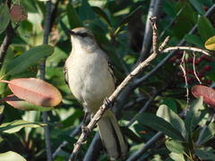 Mimus polyglottos