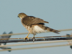 Accipiter cooperii