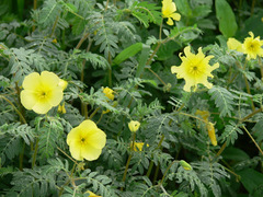 Tribulus zeyheri