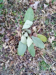 Arnoglossum plantagineum