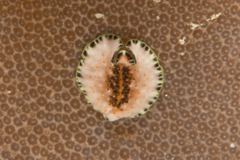 Pseudoceros leptostictus