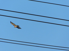 Buteo jamaicensis