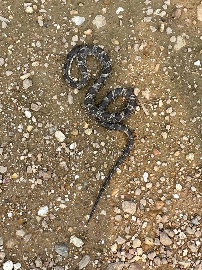 Western Ratsnake from Lawrence County, US-AR, US on July 16, 2023 at 09 ...