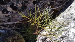 Anisotome filifolia