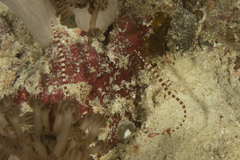 Dunckerocampus dactyliophorus