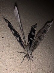 Crambomorphus kalaharicus