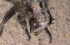 Crambomorphus kalaharicus