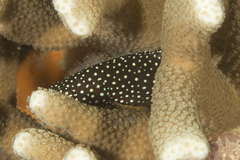 Epinephelus ongus