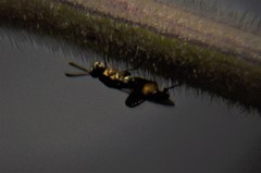 Podagrion
