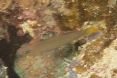 Pseudochromis marshallensis