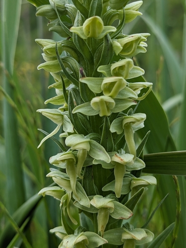 Limnorchis convallariifolia iNat (3)